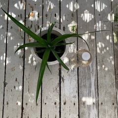 花パインの画像