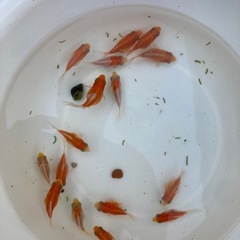 和金 玉サバ稚魚の画像