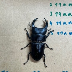 オオクワガタ能勢（75mmから）の画像