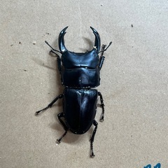 オオクワガタ能勢（75mmから）の画像