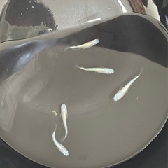 ローズジュエル ピンク 1ペア 産卵サイズ
の画像