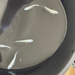 ローズジュエル ピンク 1ペア 産卵サイズ
の画像