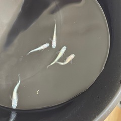 ローズジュエル ピンク 1ペア 産卵サイズ
の画像
