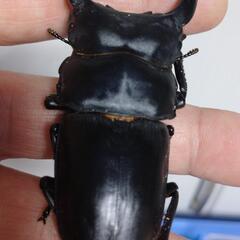 オオクワガタ能勢SR血統♂♀ペア㉟の画像