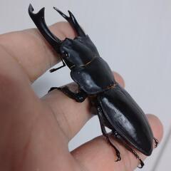 オオクワガタ能勢SR血統♂♀ペア㉟の画像