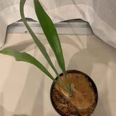 観葉植物　ビカクシダC　ビフルカツム　胞子葉出現×3あり 子株　400-450㎜程度　貯水葉付き　※今後の板付け用・苔玉用など好みのように 　の画像