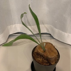 観葉植物　ビカクシダC　ビフルカツム　胞子葉出現×3あり 子株　400-450㎜程度　貯水葉付き　※今後の板付け用・苔玉用など好みのように 　の画像