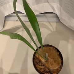 観葉植物　ビカクシダC　ビフルカツム　胞子葉出現×3あり 子株　400-450㎜程度　貯水葉付き　※今後の板付け用・苔玉用など好みのように 　の画像