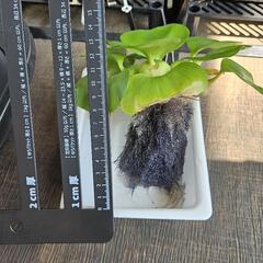 大株！ホテイアオイ（メダカの卵つき！）の画像