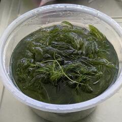マツモ 水草 約50gの画像