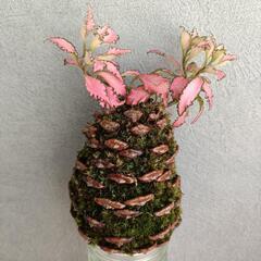 苔玉 松ぼっくり仕立て 6点の画像