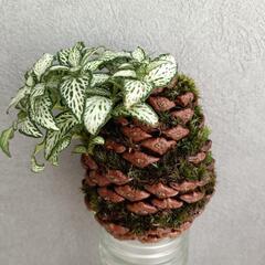 苔玉 松ぼっくり仕立て 6点の画像