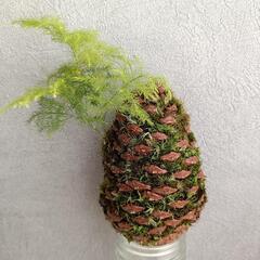 苔玉 松ぼっくり仕立て 6点の画像