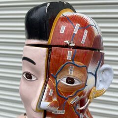 【那須町役場】学校教材　人体解剖模型　全身【管理番号240】の画像