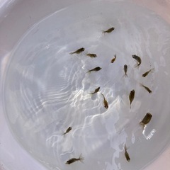 国産　ピンポンパール　稚魚　1匹200円の画像