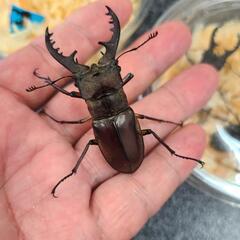 天然　野外採集　ミヤマクワガタ　差し上げます！の画像