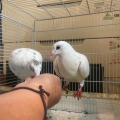 若い鳩ちゃん2羽