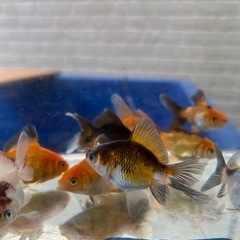 金魚ローズテールのシングルテールの画像