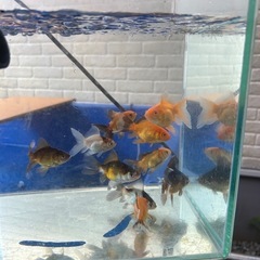 金魚ローズテールのシングルテールの画像