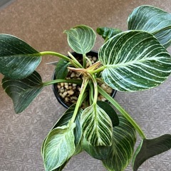植物の画像