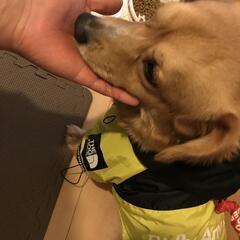 コーギーとダックスのミックス犬