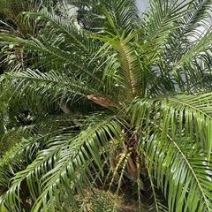 植物の木 フェニックスの画像