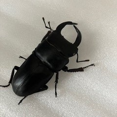 国産オオクワガタホワイトアイ　成虫ペア③の画像