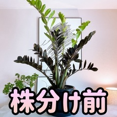 【大鉢】ザミオクルカス レイヴン レイブンの画像