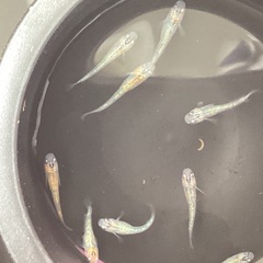 驚安❗️ メダカ　ユリシス若魚　画像全ての画像