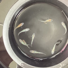 驚安❗️ メダカ　ユリシス若魚　画像全ての画像