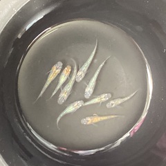 驚安❗️ メダカ　ユリシス若魚　画像全ての画像