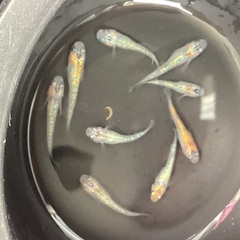 驚安❗️ メダカ　ユリシス若魚　画像全ての画像
