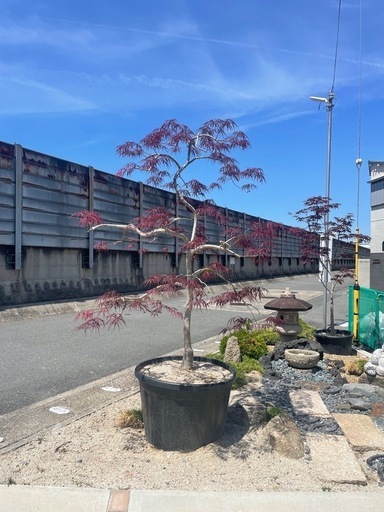 ハゴロモモミジ