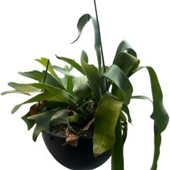 観葉植物の画像