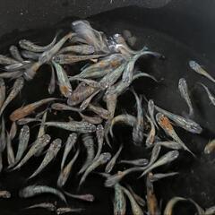 🉐【月華】稚魚10匹の画像