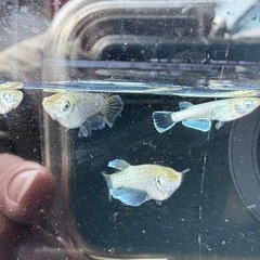 ガブリエル　普通目　の画像