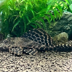 plecoの画像
