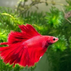 鑑賞魚の画像