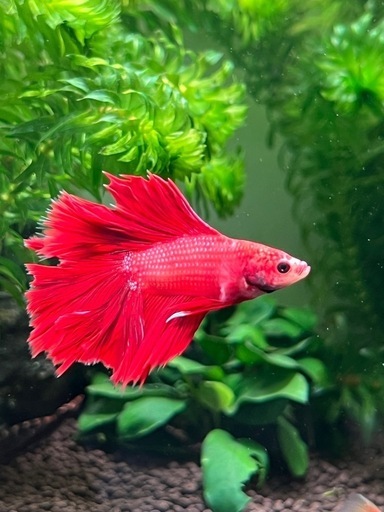 鑑賞魚