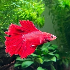 鑑賞魚の画像