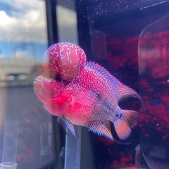 鑑賞魚の画像