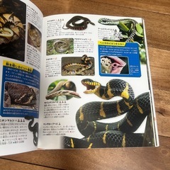 講談社の動く図鑑　危険生物の画像