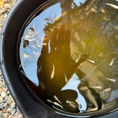 白ラメメダカ　画像個体30匹以上全ての画像