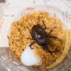 国産カブトムシ成虫 夏休みの自由課題に！  の画像