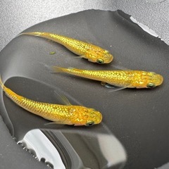 【お取引き決定の為停止中】サンシャイン　めだか　トリオの画像
