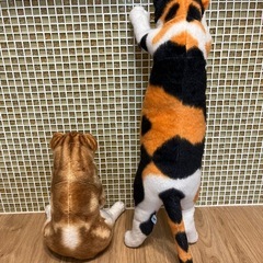 譲りします　座り猫　立ち猫の画像