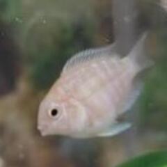 ☆幼魚☆プラチナホワイトパロット２匹