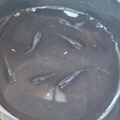 ムラサキ　メダカの画像