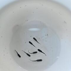 ムラサキ　メダカの画像