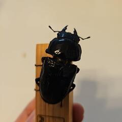 国産オオクワガタ(久留米産)　親84.8mm×52.6mm 6匹の画像